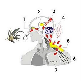 Beneficios de la Aroma terapia: Reduce el dolor muscular y promueve la relajación Descontractura y elimina el dolor de cabeza Reduce la presión sanguínea Mejora la salud de la piel Mejora las funciones respiratorias